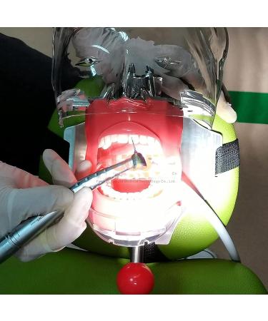 GeRRiT Maxillary and Mandibular Tooth Shape Models 28 Teeth Dentition Training Models with Phantom Head for Education and Learning Open-Bite Type - Buy Online on GoSupps.com