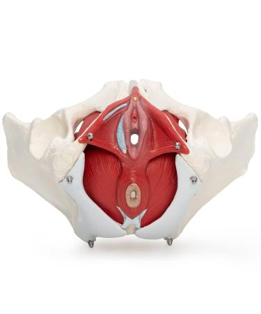Buy Medical Anatomical Female Pelvis Model - 6-Part Life Size with Removable Organs - International Shipping Available - Buy Online on GoSupps.com