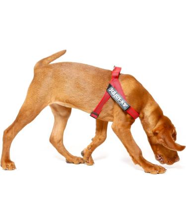 Julius-K9 Color & Gray Belt Harness XS/Mini-Mini | Red-Grey | International Shipping - Buy Online on GoSupps.com