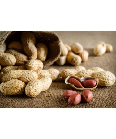 Roasted Peanuts in Shell (Monkey Nuts) 1kg by Manor Springs - Buy Online on GoSupps.com