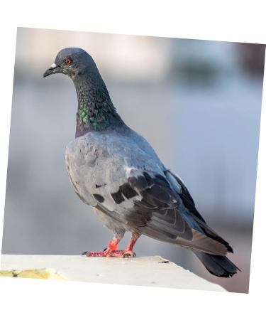 Sosoport 500 Pcs Pigeon Anklet Parrot Bird Chicken Id Bands Numbered Bands Label Meat Pigeon Abs 1.3X1.2X0.7CMx5pcs Colorfulx5pcs - Buy Online on GoSupps.com