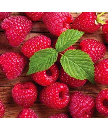 Red Raspberry Seed Oil Organic Cold Pressed Unrefined Natural 2 Fl Oz - Buy Online on GoSupps.com