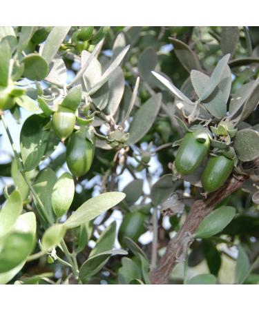 Buy PRIMAVERA Organic Jojoba Oil 100 ml (2 x 50 ml) - Premium Quality International Shipping Available - Buy Online on GoSupps.com