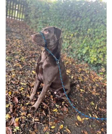 No More Pulling! Anti-Pull Field Figure 8 Halter - One Size Fits All, Super Soft Braided Nylon - Green-Black - Buy Online on GoSupps.com