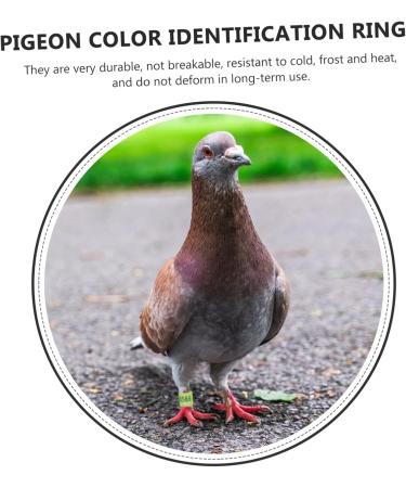 FRCOLOR 400 pcs Birds Pigeons Accessory Marker and Mixed Leash Leg Finch Thigh Ctr Bands- 1.1x0.8cm x4pcs Colorfulx4pcs - Buy Online on GoSupps.com