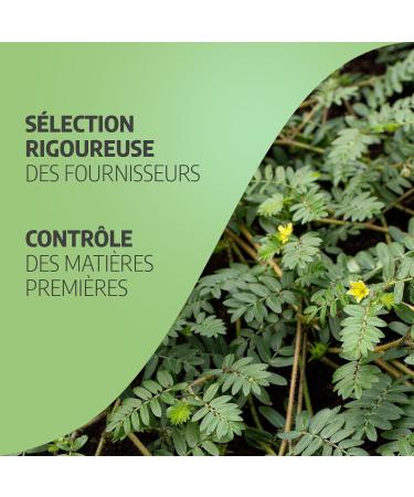 Tribulus 200mg - 200 capsules - Buy Online on GoSupps.com