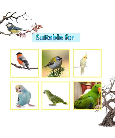 Kathson Bird Cage Shower Box with Feeding Spoon, Toys Balls for Lovebirds Kingfisher Canary - 6 PCS - Buy Online on GoSupps.com