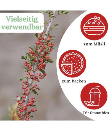  1001 Frucht 1001 Frucht Naturally dried freshness refreshing strawberries from Germany without additives delicious unsweetened dried fruit strawberries 250 g - Buy Online on GoSupps.com