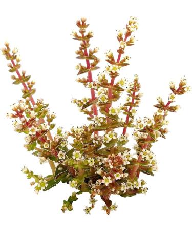 Crassula Pagoda Village 4 inch | Unique Live Succulent Collection | Fully Rooted Indoor House Plant - Buy Online on GoSupps.com