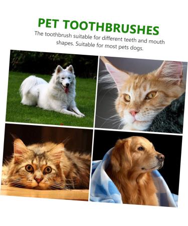 ORFOFE 1 Set Pet Toothbrush Kitten Toothbrushes Dog Toothbrush for Small Dogs Dog Toothpaste Pets Pp Green - Buy Online on GoSupps.com