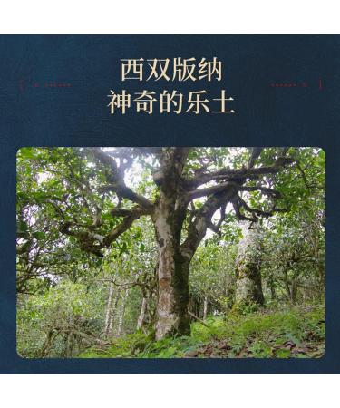 Pu-erh tea 2016 CHEN SHENG HAO Xishuangbanna 357g Raw - Buy Online on GoSupps.com