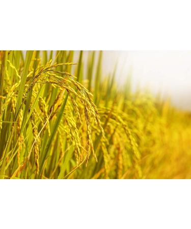 Organic Arborio Rice 4 Pounds | Non-GMO Superfino White Rice from Italy | Vegan & Kosher | Bulk Pack for Creamy Risotto | High Protein Source - Buy Online on GoSupps.com