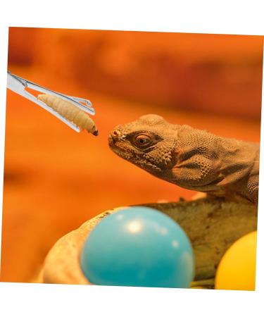 SEWOART Reptile Feeding Clip Lizard Stuff Reptile Tools Gecko Tool Stainless Steel Silver - Buy Online on GoSupps.com