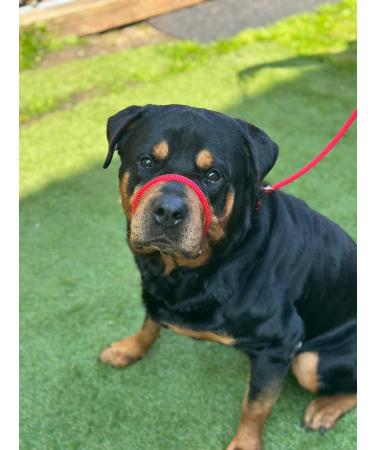 No More Pulling! Anti-Pull Field Figure 8 Halter - One Size Fits All, Super Soft Braided Nylon - Green-Black - Buy Online on GoSupps.com