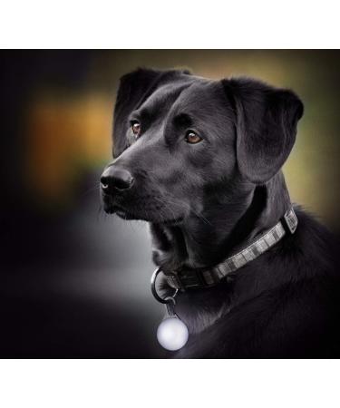 Precorn 6 Set LED Light Trailer for Dogs & Pets | Luminous Collars for Safe Nighttime Visibility - Buy Online on GoSupps.com