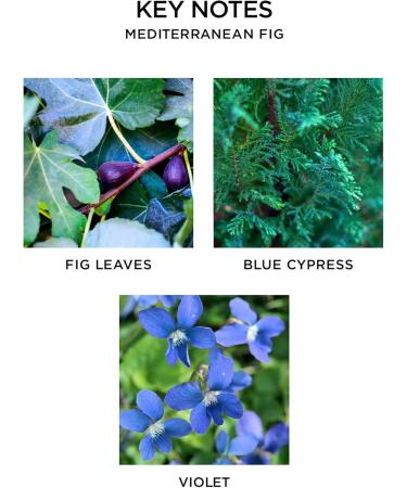 NEST Fragrances Mediterranean Fig Scented Candle - 8 oz Classic Luxury Home Fragrance - Buy Online on GoSupps.com