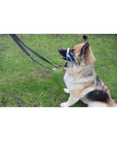 Champion Anti-Pull Training Halter for Dogs - Padded Black - Improve Control & Comfort - International Shipping Available - Buy Online on GoSupps.com