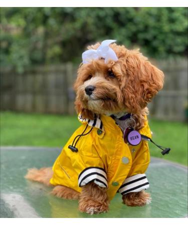 Shop Minezi Waterproof Dog Coat - Reflective Buttons Adjustable Strap & Removable Hood | Yellow XS (38-42cm) - Perfect for Rainy Days - Buy Online on GoSupps.com