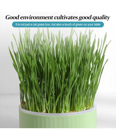 Anulely Cat Grass Plant Container - Earth-Free Sprouter Tray for Indoor Cats & Pets | Stylish Green Home Decor - Buy Online on GoSupps.com