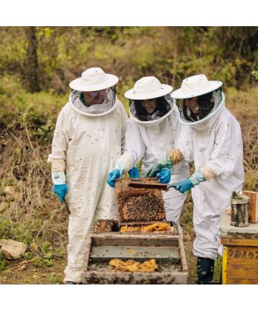 L'Abella Mel - 100% Natural Lemon Honey | Pure Organic Bee Honey Hand Harvested in Spain Gluten Free - 500g - Buy Online on GoSupps.com