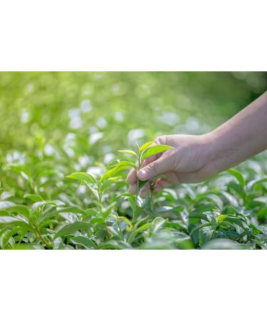 Infusion Epic es Chai Bio - Chai pices pour le Vin Chaud - Infusions en Vrac - Fenouil anis gingembre & cardamome - 100g (40 tasses) - 100% Agriculture Biologique - Mes-Th s 100 g (Lot de 1) - Buy Online on GoSupps.com