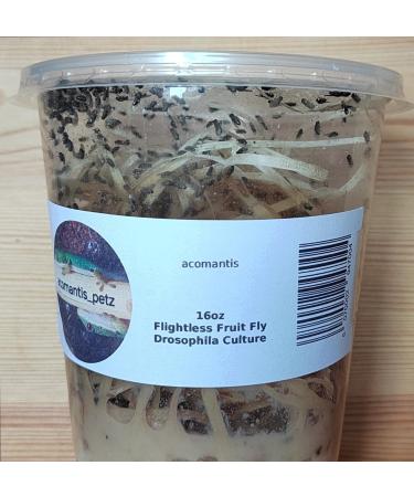 acomantis 16oz tub Flightless Fruit Flies (Drosophila Culture) Live Food - Buy Online on GoSupps.com