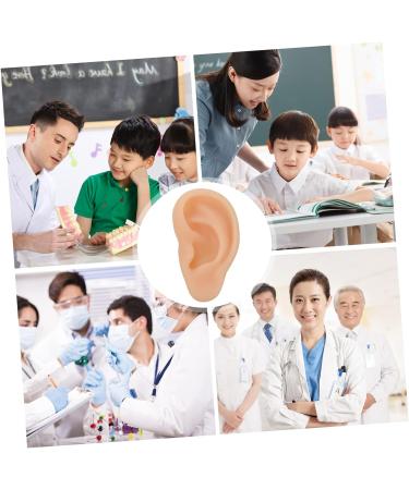 Silicone Ear Model - Simulation Silica Gel Beige Eft Ear Teaching Tool - Buy Online on GoSupps.com