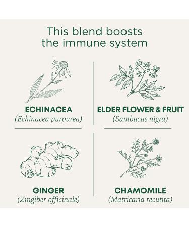 Traditional Medicinals Organic Echinacea Plus Elderberry Tea - 16 Tea Bags (Pack of 6) - Buy Online on GoSupps.com