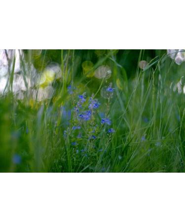 Speedwell Herb Tea | Veronica Officinalis L | V ronique Officinale Herbe Tisane | Health Embassy (50g) - Buy Online on GoSupps.com