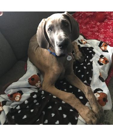 SmartPetLove Snuggle Blanket for Pets - Blue | Cozy & Comfortable - Buy Online on GoSupps.com