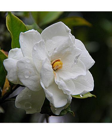 Caswell-Massey Triple Milled Gardenia Three-Soap Set - Made in USA, 5.8 oz Bars, Scented & Moisturizing Bath Soap for Women - Buy Online on GoSupps.com