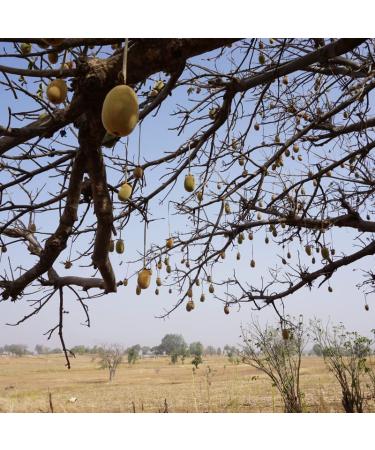 Baobab Oil 210 ml | Handcrafted 100% Natural Wild-Harvested Unrefined & Cold-Pressed | International Shipping - Buy Online on GoSupps.com