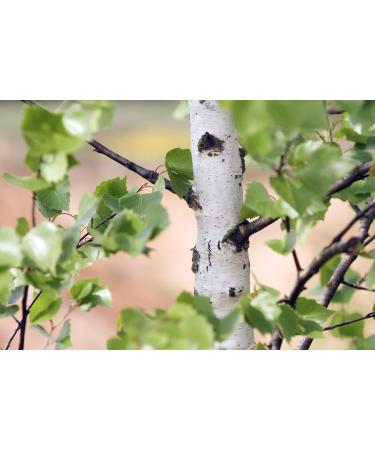 Buy Birch Bark Tea (200g) | Betula L | Premium Herbal Tea | Health Embassy - International Shipping Available - Buy Online on GoSupps.com