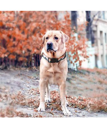 Heele Dog Collar - Adjustable Patterned Collars for Small Medium & Large Dogs | Comfortable & Robust | Sunrise Design (25-38cm) - Buy Online on GoSupps.com