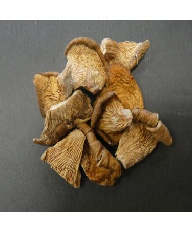  Bontout Trumpets - Jar 100g - Buy Online on GoSupps.com