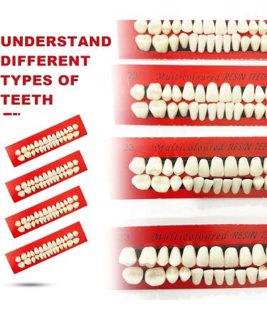 Acrylic Resin Fake Teeth Set for Halloween Makeup - 4 Pieces - Buy Online on GoSupps.com