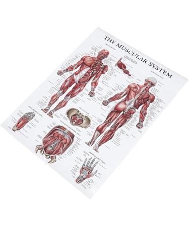Saluaqui Fitness Workout Poster - Resistance Band Training & Muscle Anatomy for Home Gym | Effective All-Off Exercises with Clear Images - Buy Online on GoSupps.com