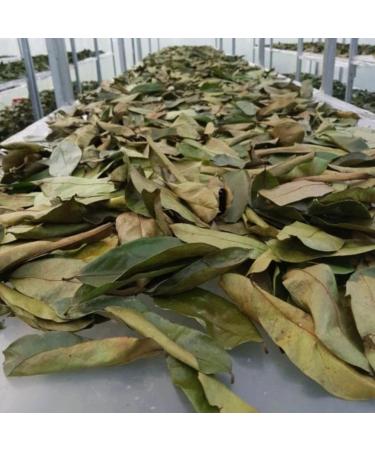  Graviola.de 100g of premium graviola leaves grown by Graviola.de. - No additives - No pesticides - Always from a new harvest. (1) - Buy Online on GoSupps.com