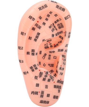 13 cm Ear Acupuncture Model | Ear Zone Pressure Point Learning Tool | International Shipping Available - Buy Online on GoSupps.com