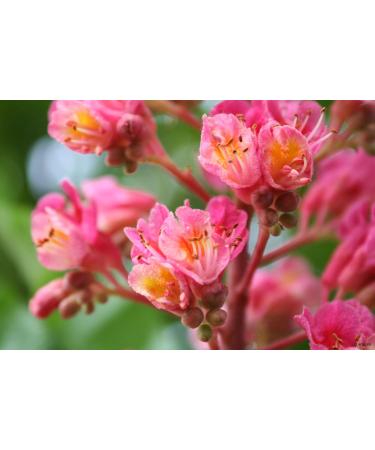 Red Chestnut No. 25 - Princeps Original Bach Flower Drops | International Shipping Available - Buy Online on GoSupps.com