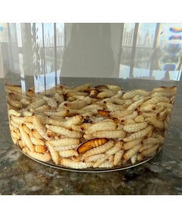 3 Pack Wax Moth Larvae Tincture 25% Galleria Mellonella Extract (Ognevka) - Natural Bee-Derived Liquid Concentrate for Respiratory Comfort & Balanced Wellness - 3 60 mL - Buy Online on GoSupps.com