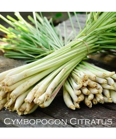  Kitama Lemongrass tea with pandan 100g sun-dried from Thailand. A wellness tea for relaxation and unwinding. - Buy Online on GoSupps.com