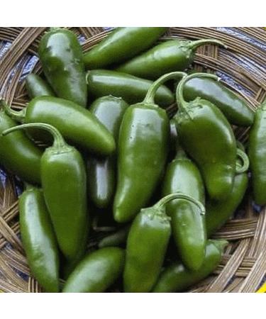 50 Semi Jalapeno Hot Pepper