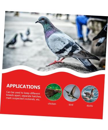 BESPORTBLE 300 Pcs Pigeon Anklet Chicken Stuff African Grey Parrot Leg Ring Poultry Leg Ring Travel Bag Birds 1.3X1.3CMx3pcs Redx3pcs - Buy Online on GoSupps.com