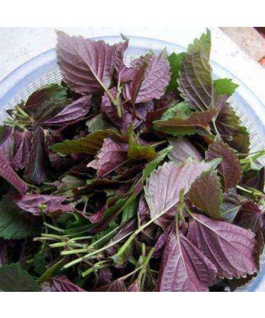 cn herb 250g Perilla Leaves Are Sessile and Dried Perilla - Buy Online on GoSupps.com