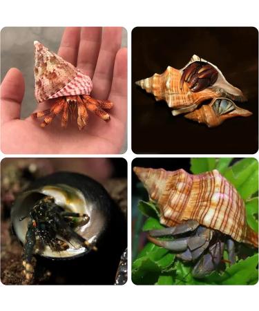 14PCS Natural Hermit Crab Shells Variety Pack | Size 1-3.5 inch | Opening 0.8-1.5 inch | Hermit Crab Supplies for Dcor - Buy Online on GoSupps.com