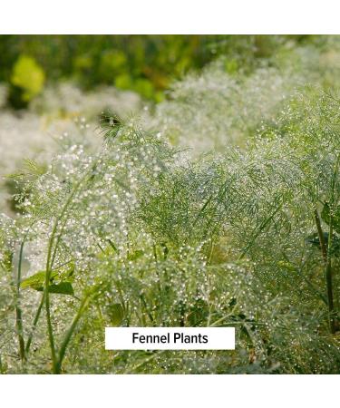 Organic Fennel Seed Powder - USDA Certified - 1/2 lb - Digestive Comfort Supplement - Banyan Botanicals - Buy Online on GoSupps.com