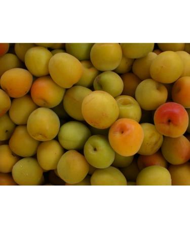 Oyama Foods Aya no Ume Brown Rice Vinegar 16.9 fl oz (500 ml) - Buy Online on GoSupps.com