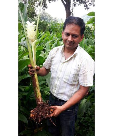 Organic Turmeric Root Powder - Pure Indian Foods - 7.5 oz (212g) - Buy Online on GoSupps.com