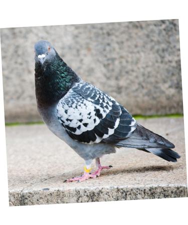 300 Pcs Pigeon Anklet Baby Items Baby Clips Bands for Pigeon Foot Ring for Pigeon Ring Clamp Chicken 1.3X1.3CMx3pcs Yellowx3pcs - Buy Online on GoSupps.com